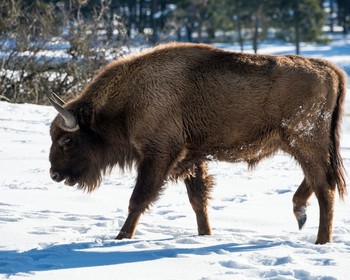 Беловежская пуща и город Каменец