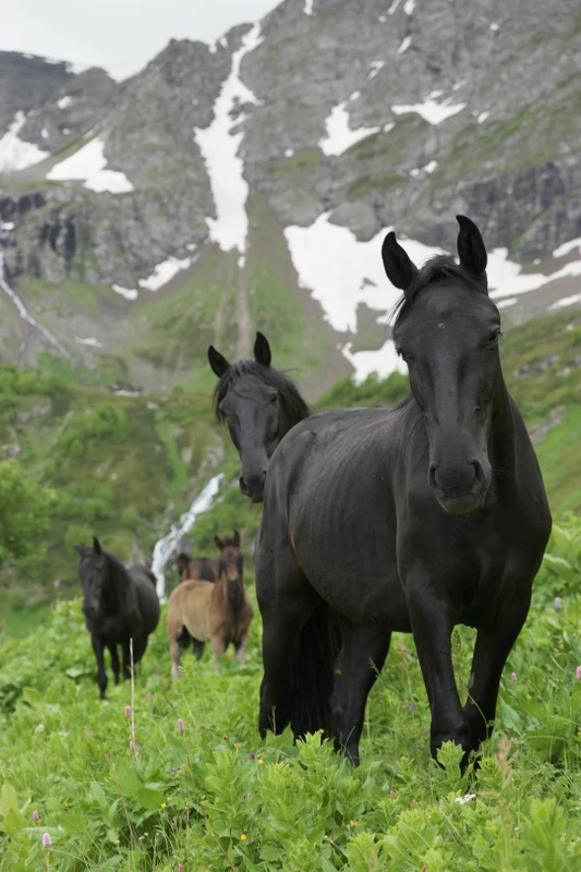 Треккинг-тур в Архыз с комфортом: прогулки в горах налегке с проживанием в гостевом доме