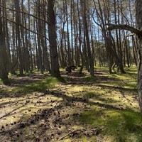 Фото отзыва 1: экскурсия "Калейдоскоп русской Балтики: кошачье царство и Куршская коса"