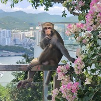 Фото отзыва 8: экскурсия "Знакомьтесь, Санья!"