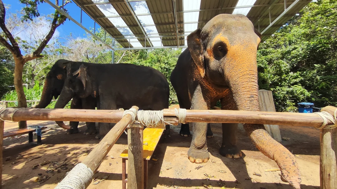 Нам с мужем экскурсия понравилась - увидели термитники, множество красивых бабочек, как растут бананы, манго, имбирь