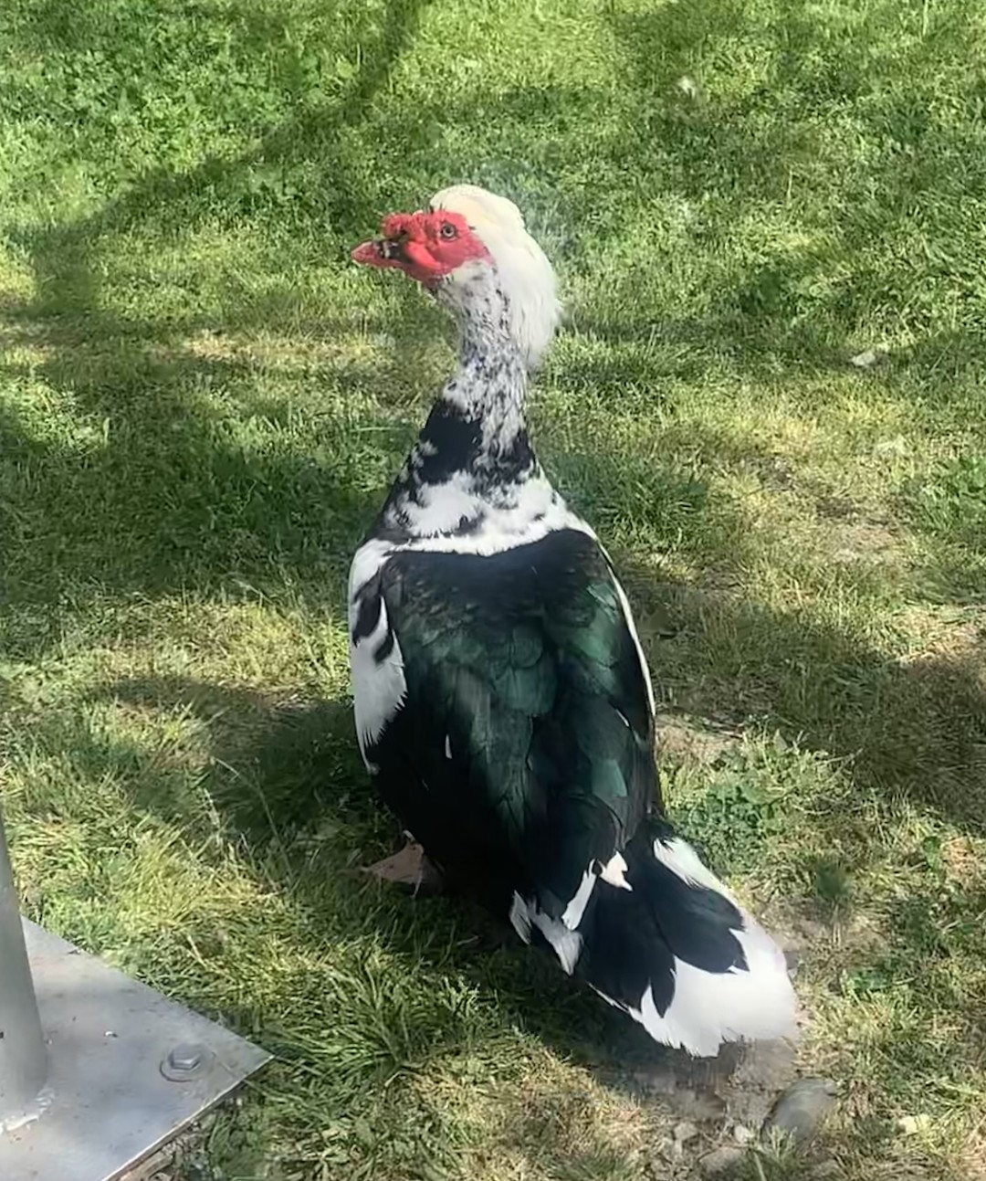 Бёрдвотчинг в орнитологическом парке Сочи (Софья)