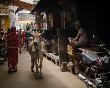 Возвращение в Дели, священный город Вриндаван и завершение тура