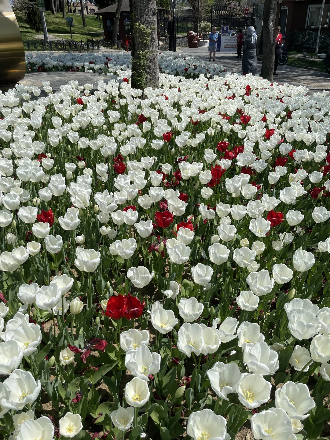 Очень впечатляющая прогулка по парку Эмирган. Завораживает количество красивейших и необычных сортов тюльпанов. Спасибо Нури за