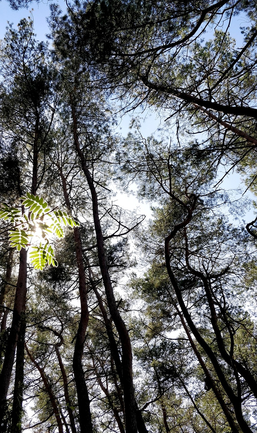 Путешествие на Куршскую косу через Зеленоградск и замок Нессельбек (Анна)