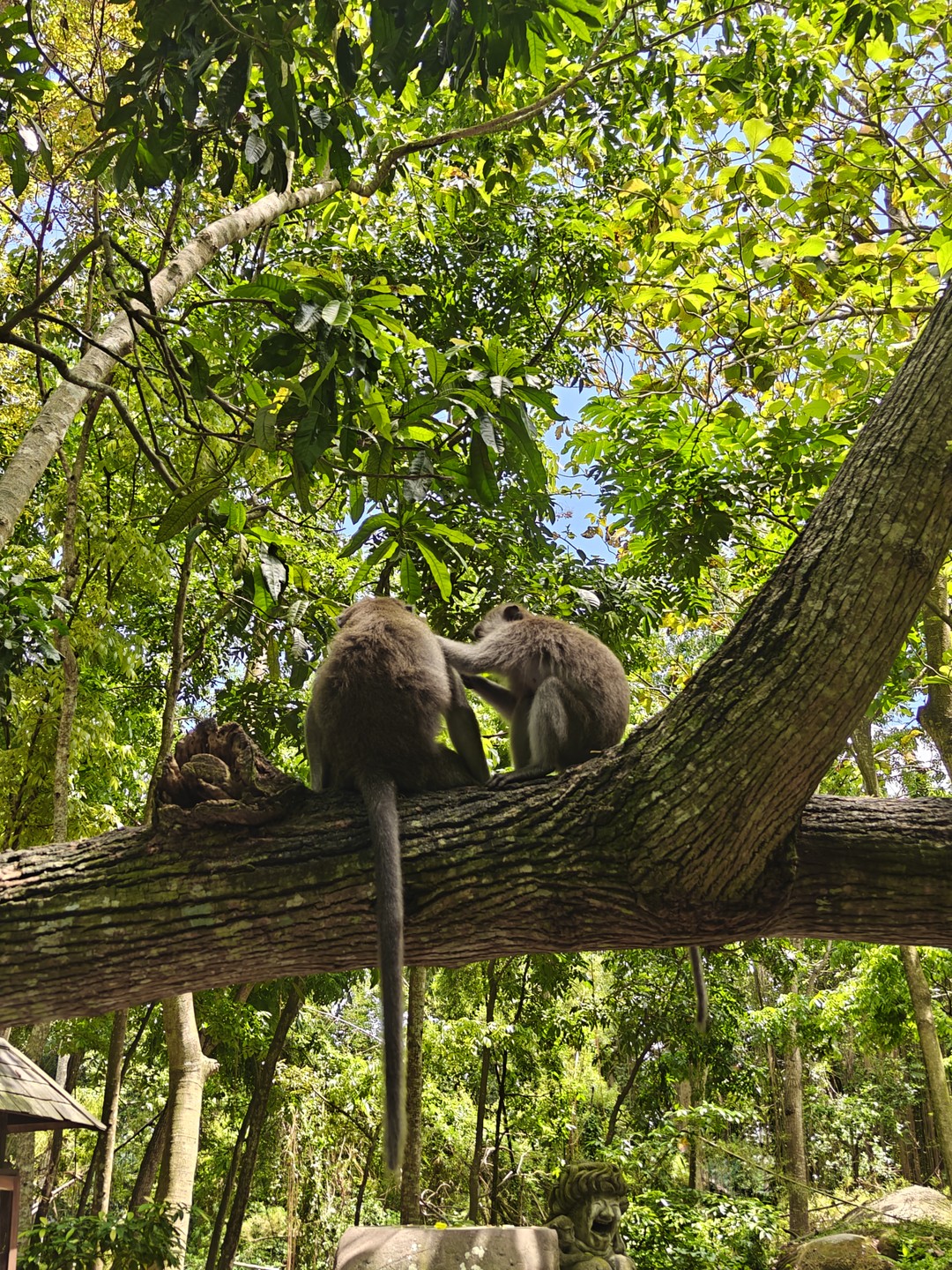 Обзорное путешествие по Бали (Ирина)