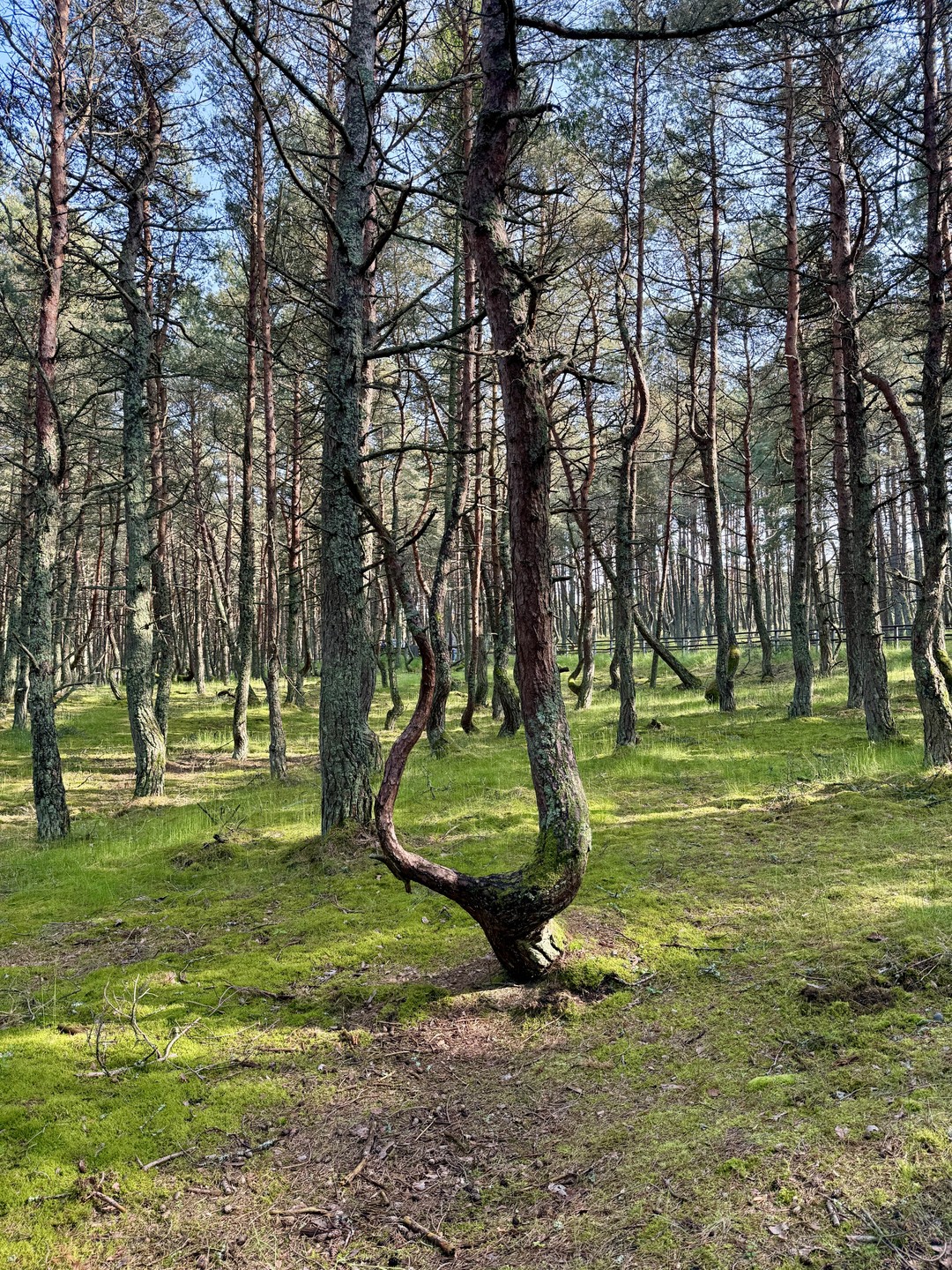 Куршская коса для детей и взрослых (Злата)