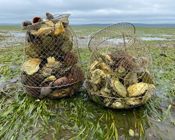 Гастрономическое путешествие в лагуну Буссе