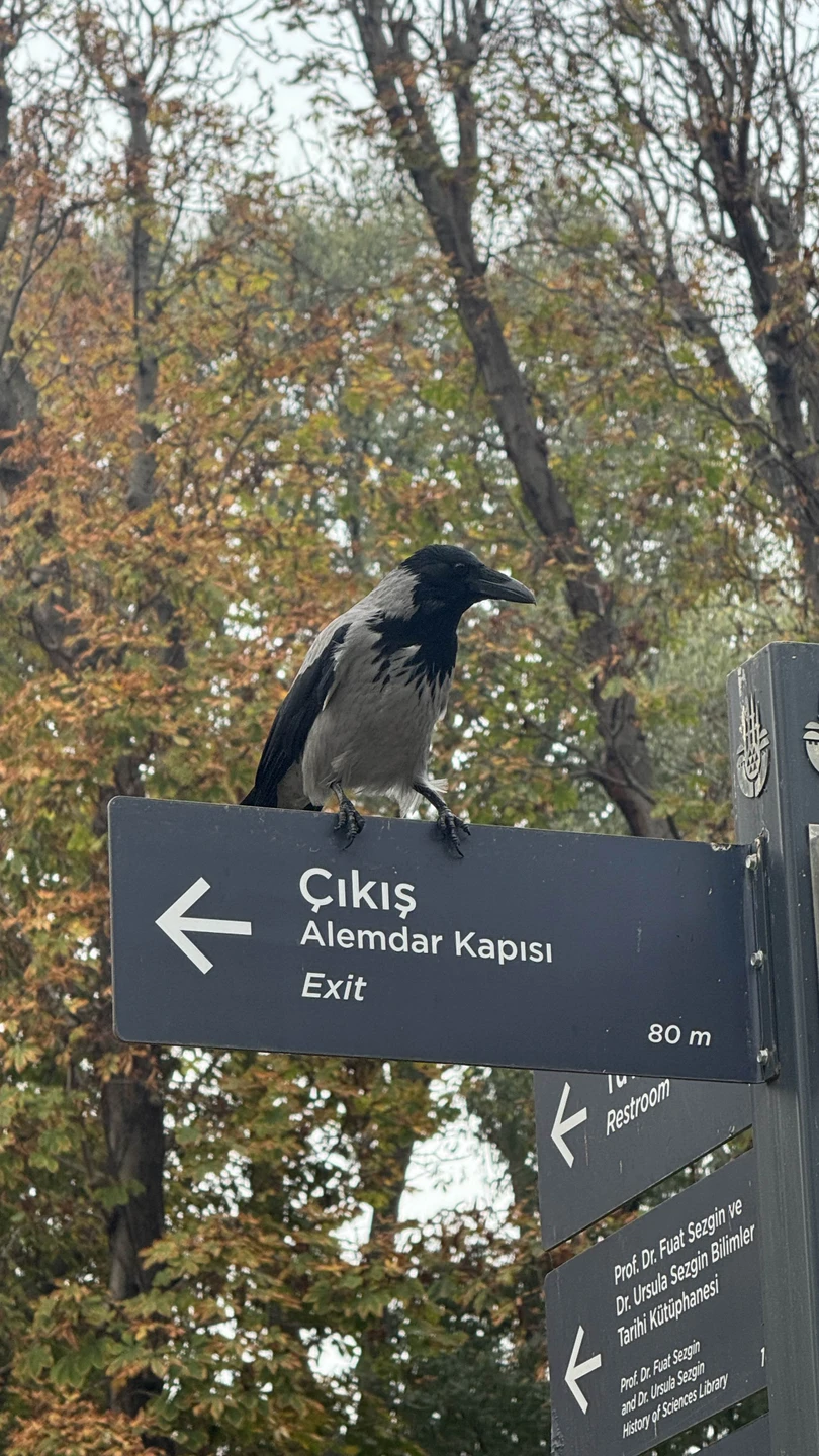 Если вы первый раз собираетесь в Стамбул и немного волнуетесь (как мы): как общаться, что посетить