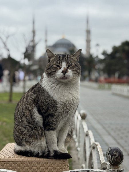 замечательная экскурсия, для первого дня и знаеомства с главными достопримечательностями города – просто идеальна на мой взгляд 👌