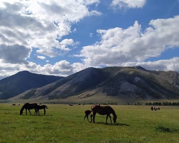 Свободная программа