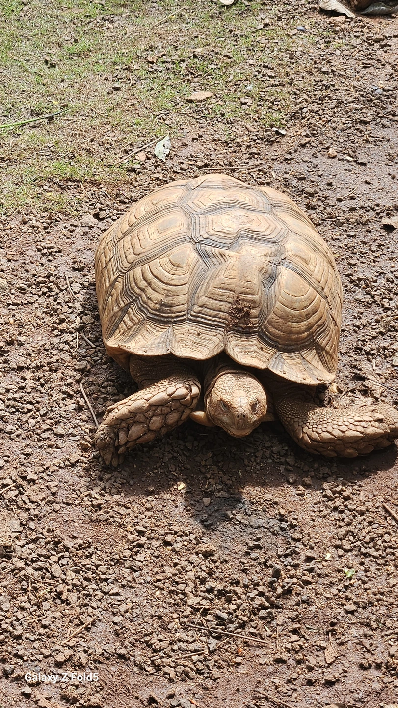 Зоопарк-сафари очень большой, экскурсия организована великолепно, гид русскоговорящий учитывал все пожелания