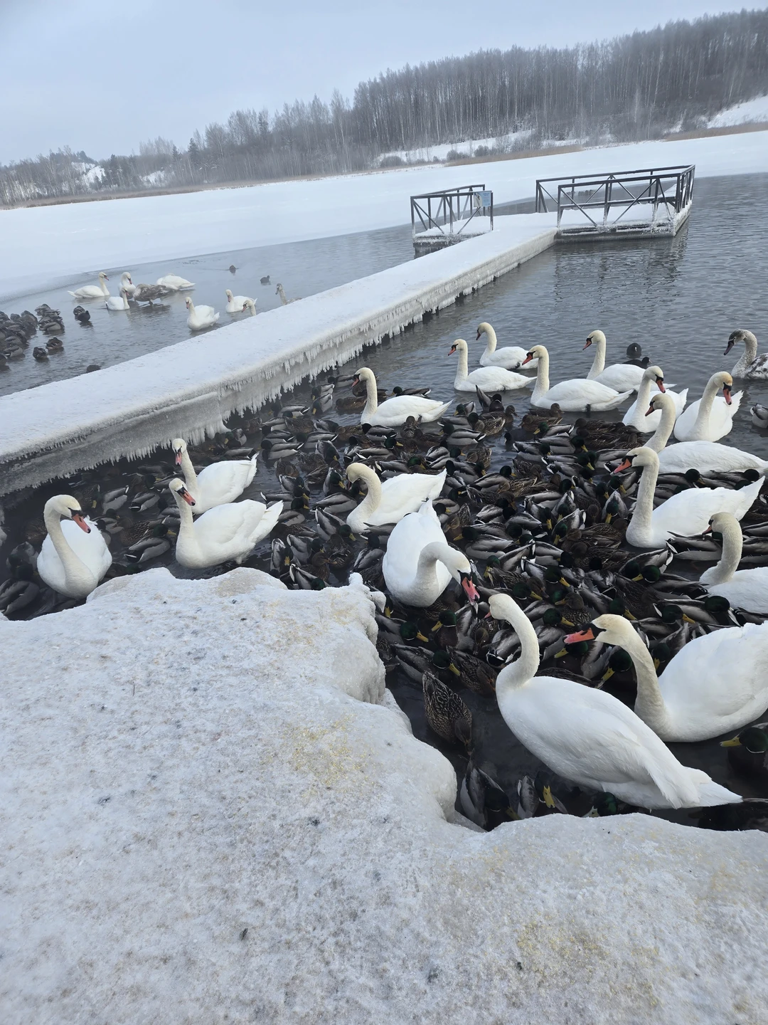 Автобусная экскурсия из Пскова в Изборск и Печоры (Ирина)