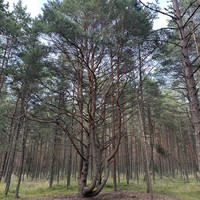 Фото отзыва 6: экскурсия "Волшебная Куршская коса"