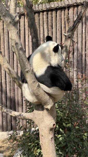 Большое спасибо Пэну. Очень оперативно выходил на связь. помогал с оформлением и оплатой. все четко!