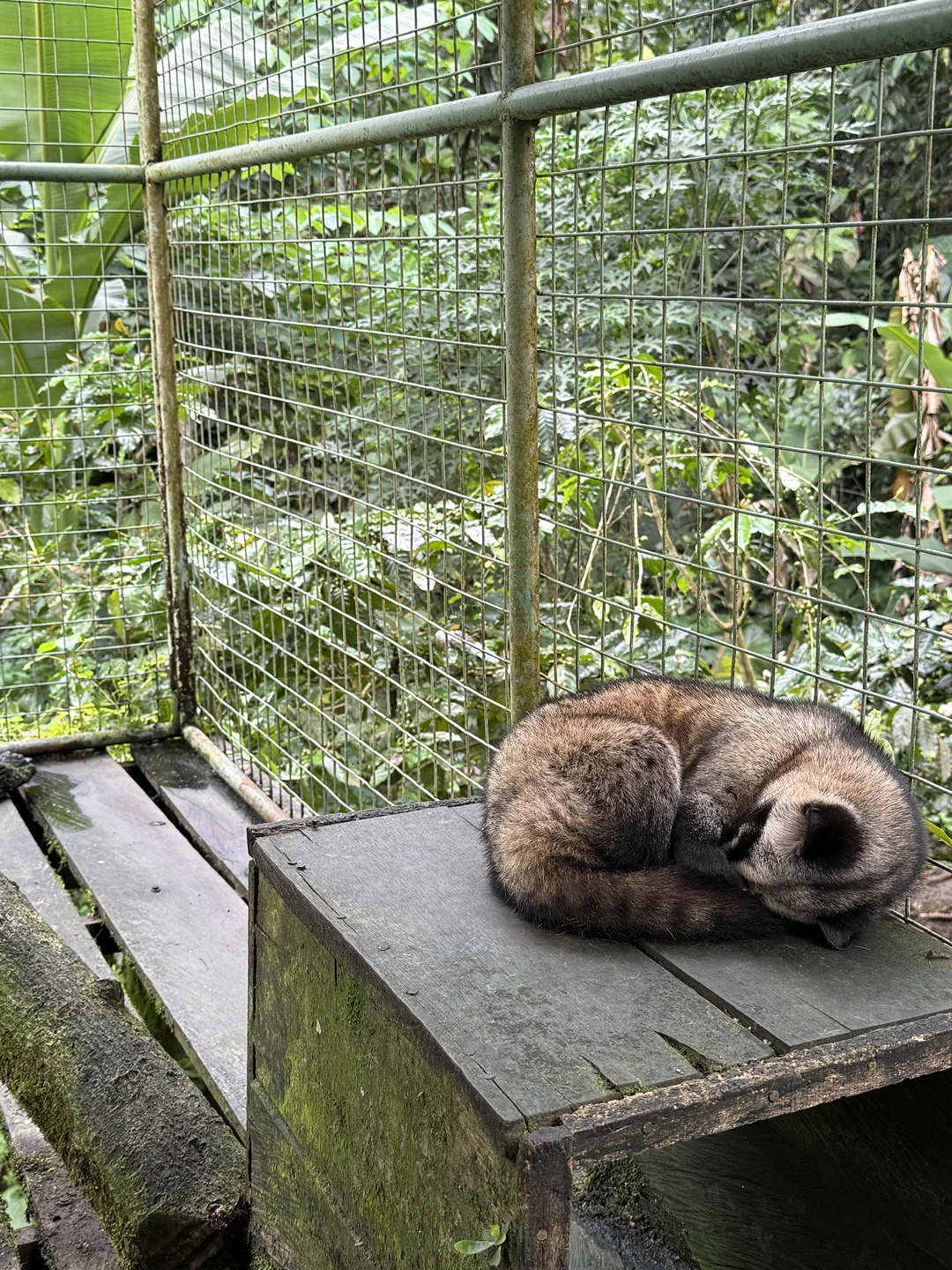 Влюбиться в волшебный Бали за 1 день (Елена)