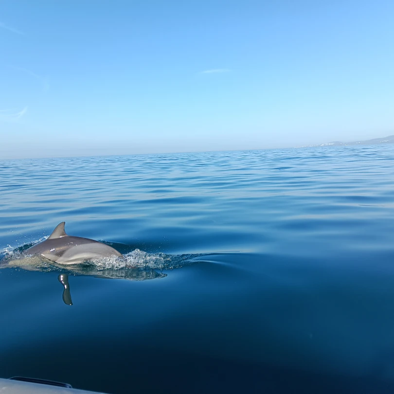 Замечательное путешествие благодаря капитану Якову позволило нам прикоснуться к такому чуду природы - дельфинам. Больше часа