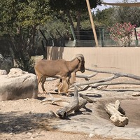Фото отзыва 3: экскурсия "Из Дубая — в живописный Аль-Айн (всё включено)"