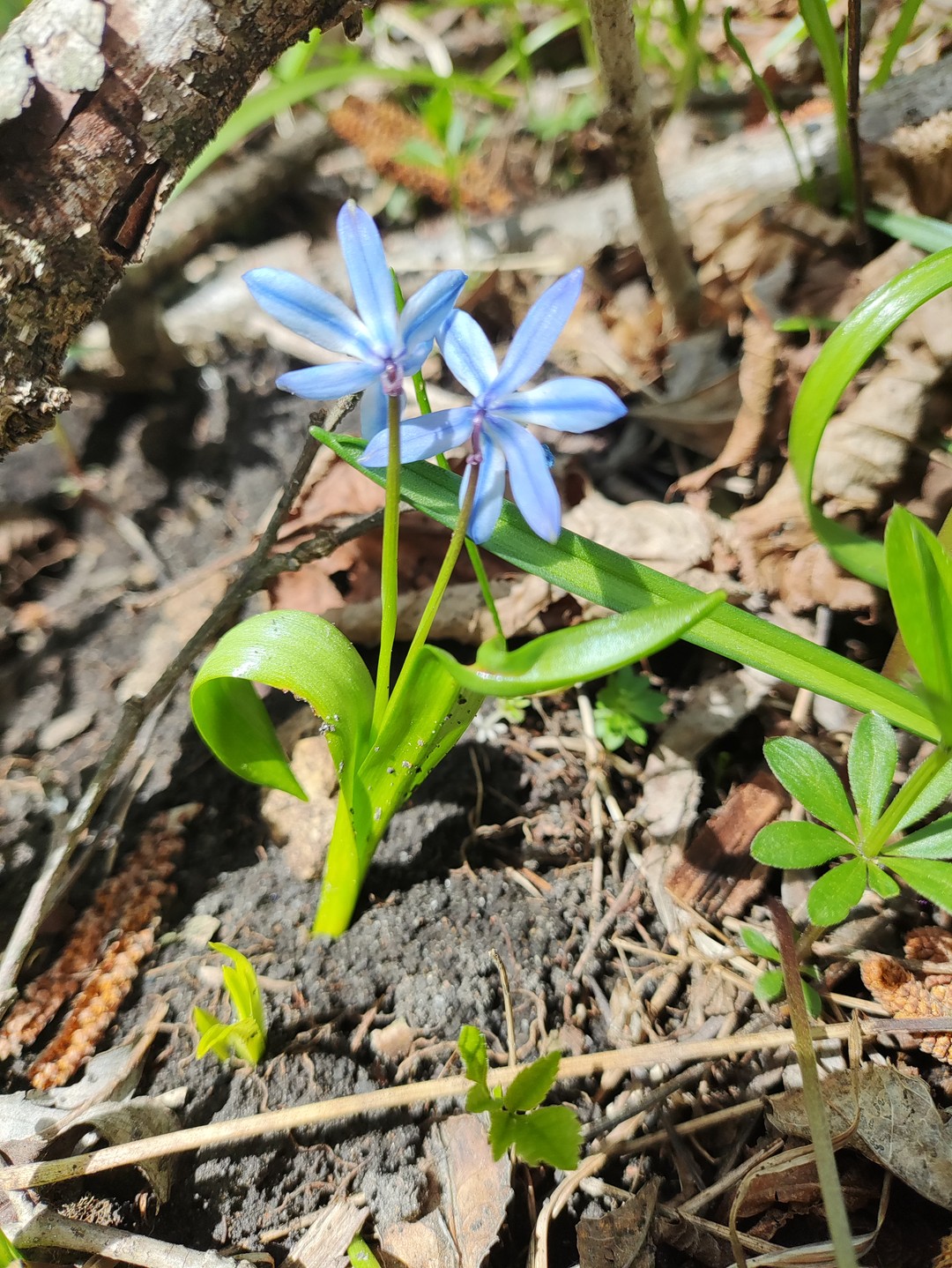 Были на пешей экскурсии из Кисловодска к Медовым водопадам 16.04.24г., очень повезло с погодой, ☀️☀️☀️ отличный