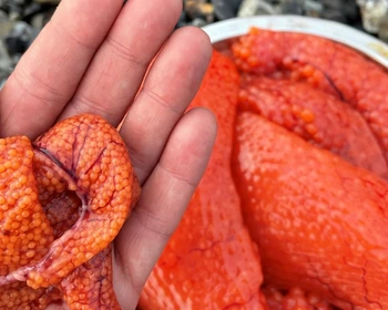 Рыбалка в Охотском море