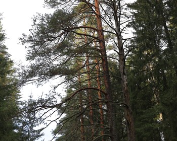 Через поля и лес к «Усадьбе Знаменское-Раёк»