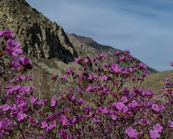 Чуйский тракт, моторафтинг