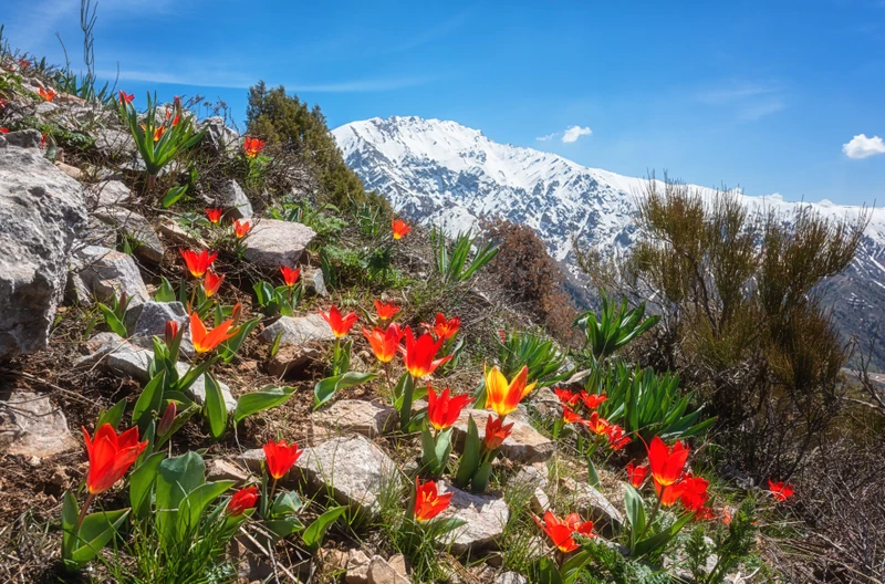 Мини-группой по Узбекистану: Ташкент, Самарканд и склоны Тянь-Шаня