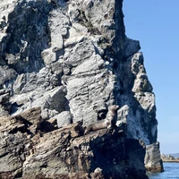 Фото отзыва 3: экскурсия "На остров Путятина, к сивучам и ларгам — из Владивостока"