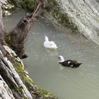 Фото отзыва 3: экскурсия "Автомобильное путешествие из Адлера в Сочи"