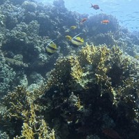 Фото отзыва 1: экскурсия "Дайвинг в Шарм-эль-Шейхе"