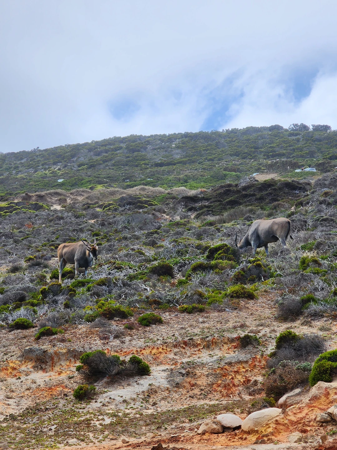 В первый свой полноценный день на Южноафриканской земле вообще и в Кейптауне в частности мы с