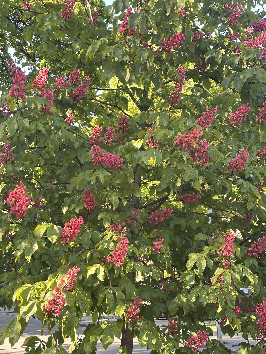 Вдохновляющий Амалиенау (Мария)