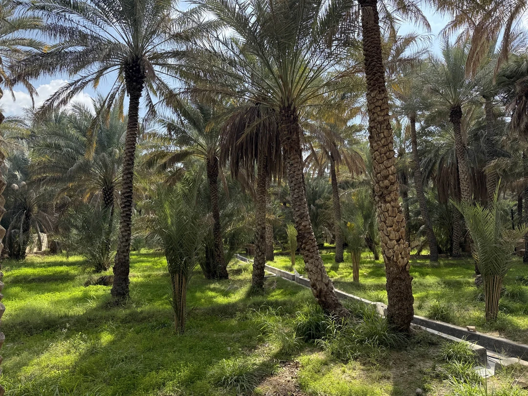 По факту, это не экскурсия, а трансфер. Не то, чтобы слишком дорогой - на такси вышло бы примерно в те же деньги.