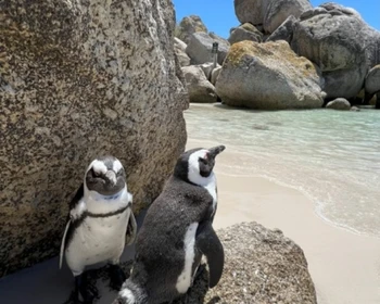 Чепмэнс Пик Драйв, пляж с пингвинами, страусиная ферма и мыс Доброй Надежды