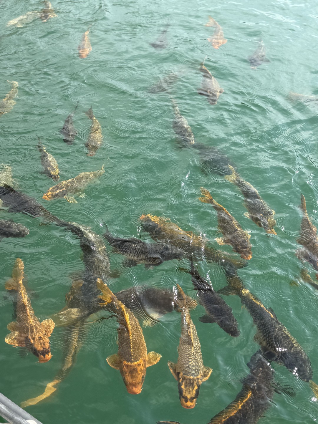 Прекрасно провели время с Александрой. Очень заботливый и внимательный гид, отлично водит машину. Экскурсия очень понравилась,