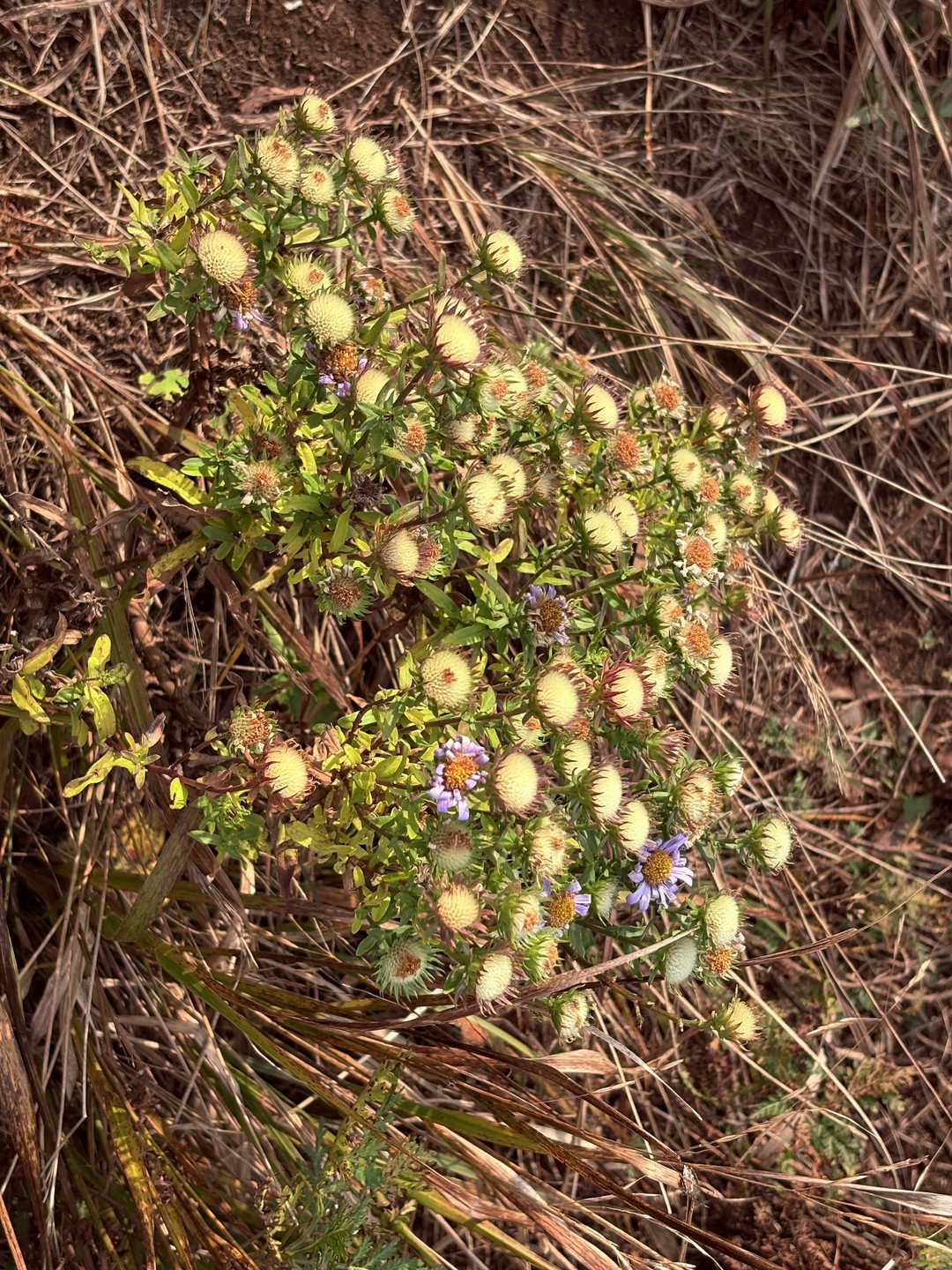 Морское приключение во Владивостоке: мыс Тобизина, котики и морепродукты (Татьяна)