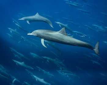 Наблюдение за китами и дельфинами