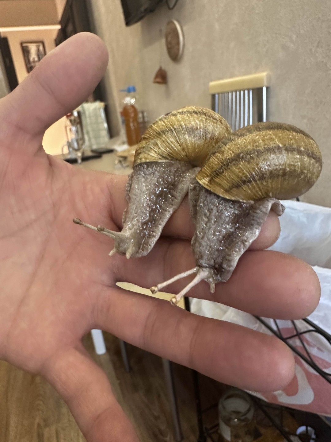 Гастроэкскурсия по первой улиточной ферме в Адлерском районе (Мария)