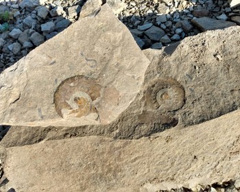 Краеведческий музей и поиск окаменелостей на карьере