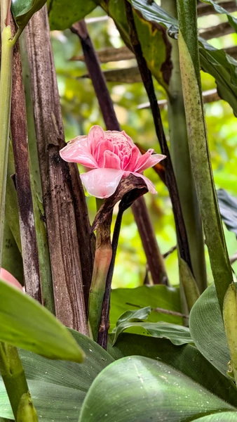 Потрясающее путешествие по экзотическим местам Бали! Ваян - самый лучший гид из всех, кого мы встретили