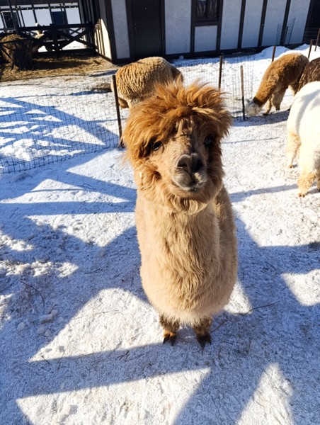 Отличная персональная экскурсия без толп людей с приятным гидом, который по пути расскажет о Калининграде и