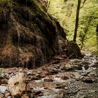 Фото отзыва 3: экскурсия "Чайные плантации Солох-Аула и долина Шахе + фотосессия"