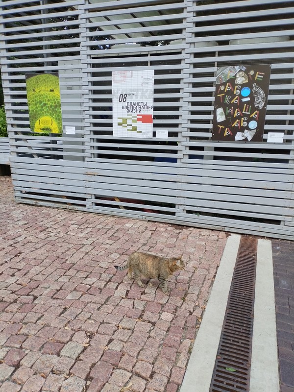 Виды Нижегородские мурлыки