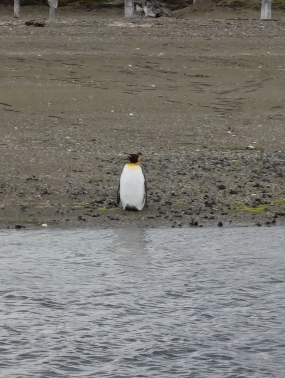 Интересная масштабная экскурсия, организованная и проведенная Викторией, позволяет с разных сторон познакомиться с природой и историей Огненной Земли.