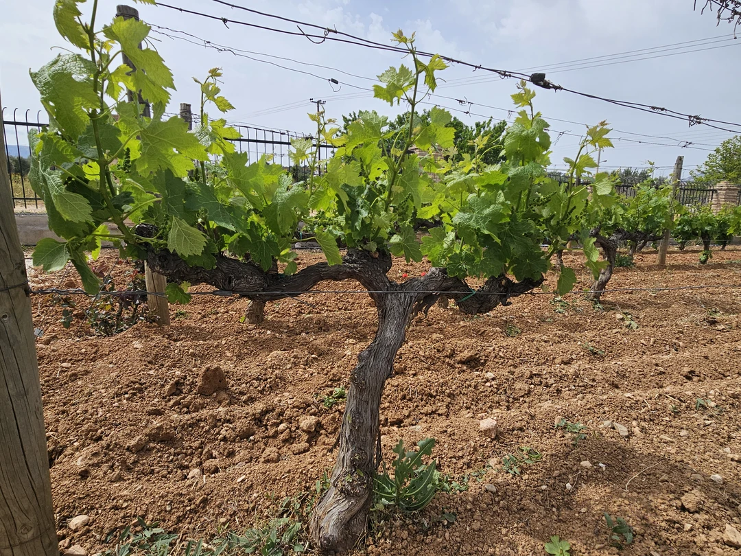 Неизведанные уголки Афинской Ривьеры (Maya)