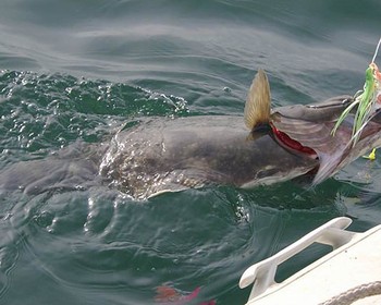 Продолжаем рыбачить и наслаждаться морскими деликатесами