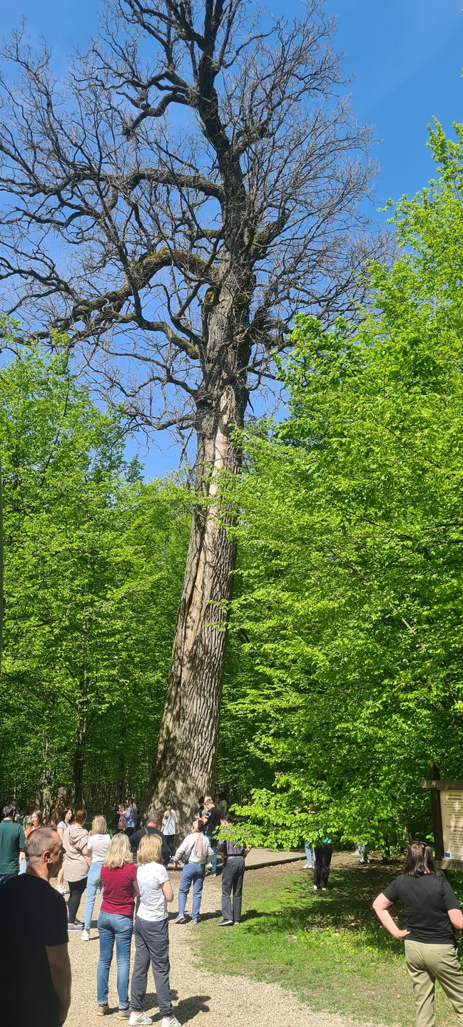 Беловежская пуща по выходным и праздникам (Александра)