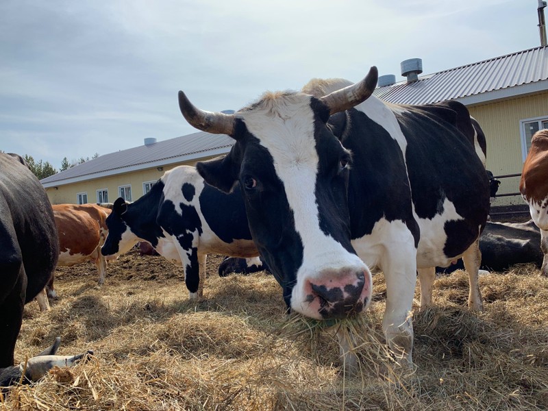 В гости к уральским бурёнкам - из Екатеринбурга