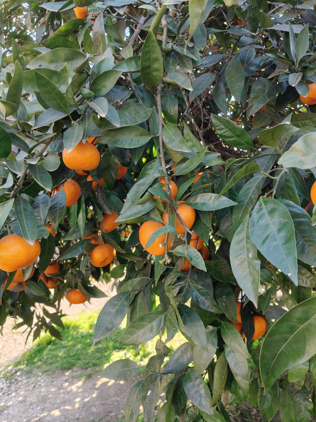 В Абхазии была впервые. Тур прекрасный, познавательный. Гид отличный, рассказал всё подробно, ответил на все вопросы