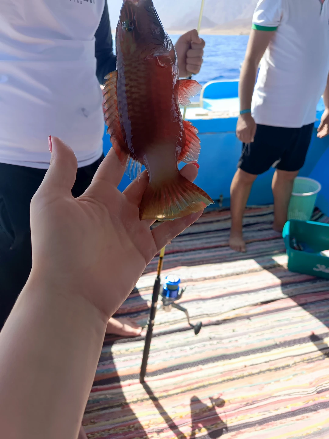 Морская рыбалка из Шарм-эль-Шейха (Вероника)